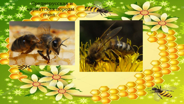  Среднерусская и карпатская породы пчел 