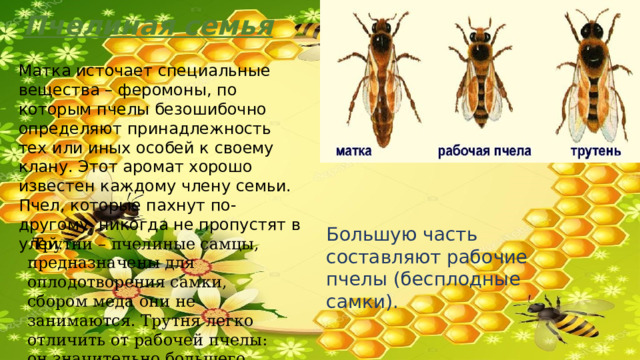Пчелиная семья Матка источает специальные вещества – феромоны, по которым пчелы безошибочно определяют принадлежность тех или иных особей к своему клану. Этот аромат хорошо известен каждому члену семьи. Пчел, которые пахнут по-другому, никогда не пропустят в улей. Большую часть составляют рабочие пчелы (бесплодные самки).  Трутни – пчелиные самцы, предназначены для оплодотворения самки, сбором меда они не занимаются. Трутня легко отличить от рабочей пчелы: он значительно большего размера. 