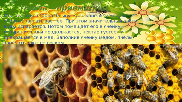  Пчела – приемщица Многократно (100раз) выпускает капельку меда и обратно заглатывает ее. При этом значительная часть воды испаряется. Потом помещает его в ячейку, испарение воды продолжается, нектар густеет и превращается в мед. Заполнив ячейку медом, пчелы запечатывают ее воском.  Запечатанный воск продолжает созревать 3-4 недели. 