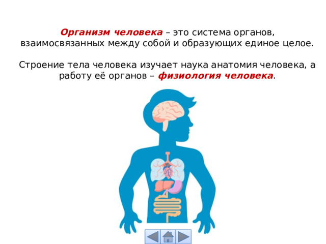 Организм человека – это система органов, взаимосвязанных между собой и образующих единое целое. Строение тела человека изучает наука анатомия человека, а работу её органов – физиология человека . 