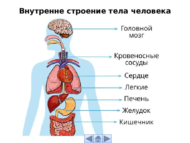 Внутренне строение тела человека 