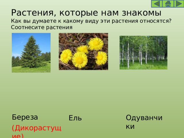 Растения, которые нам знакомы  Как вы думаете к какому виду эти растения относятся?  Соотнесите растения Береза Ель Одуванчики (Дикорастущие) 