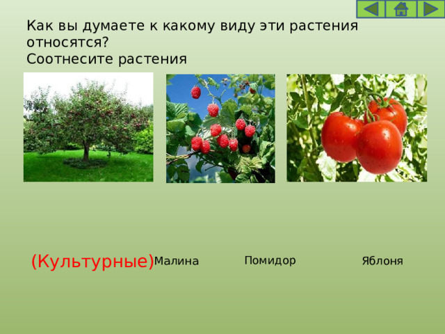 Как вы думаете к какому виду эти растения относятся?  Соотнесите растения (Культурные) Помидор Яблоня Малина 