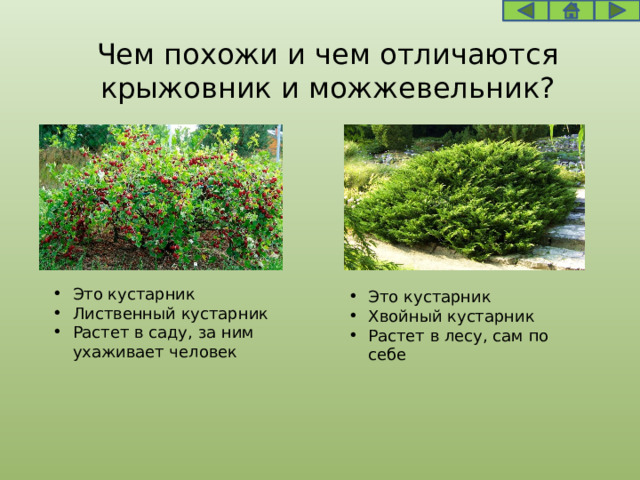 Чем похожи и чем отличаются крыжовник и можжевельник? Это кустарник Лиственный кустарник Растет в саду, за ним ухаживает человек Это кустарник Хвойный кустарник Растет в лесу, сам по себе 