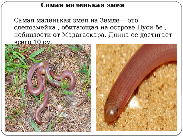 Самая маленькая змея Самая маленькая змея на Земле— это слепозмейка , обитающая на острове Нуси-бе , поблизости от Мадагаскара. Длина ее достигает всего 10 см. 