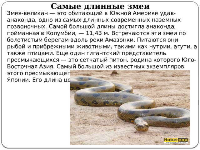 Самые длинные змеи Змея-великан — это обитающий в Южной Америке удав-анаконда, одно из самых длинных современных наземных позвоночных. Самой большой длины достигла анаконда, пойманная в Колумбии, — 11,43 м. Встречаются эти змеи по болотистым берегам вдоль реки Амазонки. Питаются они рыбой и прибрежными животными, такими как нутрии, агути, а также птицами. Еще один гигантский представитель пресмыкающихся — это сетчатый питон, родина которого Юго-Восточная Азия. Самый большой из известных экземпляров этого пресмыкающегося живет сейчас в зоологическом саду Японии. Его длина целых 12,20 м, а масса 200 кг. 