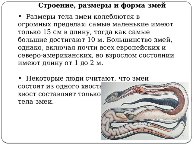 Строение, размеры и форма змей  Размеры тела змеи колеблются в огромных пределах: самые маленькие имеют только 15 см в длину, тогда как самые большие достигают 10 м. Большинство змей, однако, включая почти всех европейских и северо-американских, во взрослом состоянии имеют длину от 1 до 2 м.  Некоторые люди считают, что змеи состоят из одного хвоста. Но на самом деле хвост составляет только небольшую часть тела змеи. 