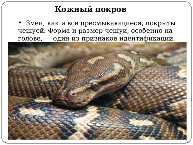 Кожный покров  Змеи, как и все пресмыкающиеся, покрыты чешуей. Форма и размер чешуи, особенно на голове, — один из признаков идентификации. 