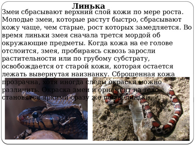 Линька Змеи сбрасывают верхний слой кожи по мере роста. Молодые змеи, которые растут быстро, сбрасывают кожу чаще, чем старые, рост которых замедляется. Во время линьки змея сначала трется мордой об окружающие предметы. Когда кожа на ее голове отслоится, змея, пробираясь сквозь заросли растительности или по грубому субстрату, освобождается от старой кожи, которая остается лежать вывернутая наизнанку. Сброшенная кожа прозрачна, хотя иногда следы окраски можно различить. Окраска змеи и орнамент на теле становятся яркими сразу же после линьки. 