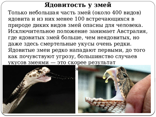 Ядовитость у змей Только небольшая часть змей (около 400 видов) ядовита и из них менее 100 встречающихся в природе диких видов змей опасны для человека. Исключительное положение занимает Австралия, где ядовитых змей больше, чем неядовитых, но даже здесь смертельные укусы очень редки. Ядовитые змеи редко нападают первыми, до того как почувствуют угрозу, большинство случаев укусов змеями — это скорее результат безрассудного поведения жертвы, чем агрессии со стороны змеи. 