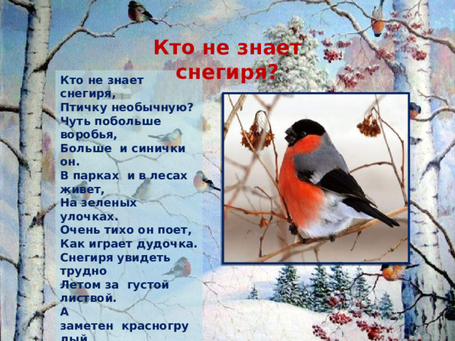 Кто не знает снегиря? Кто не знает снегиря,  Птичку необычную?  Чуть побольше воробья,  Больше и синички он.  В парках и в лесах живет,  На зеленых улочках.  Очень тихо он поет,  Как играет дудочка.  Снегиря увидеть трудно  Летом за  густой листвой.  А заметен  красногрудый  Только зимнею порой. Т.Гетте 