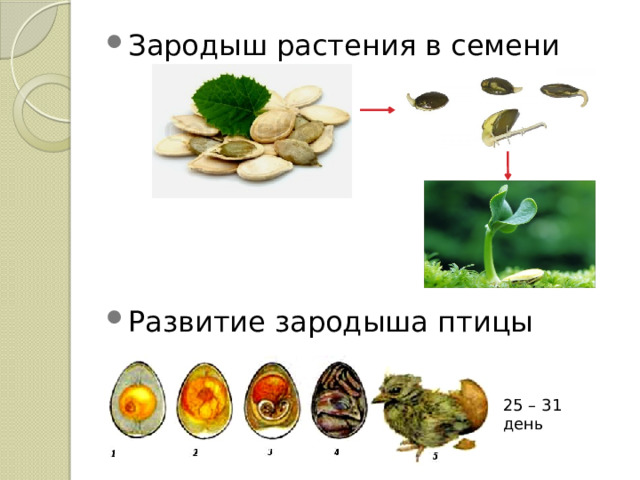 Зародыш растения в семени Развитие зародыша птицы 25 – 31 день 