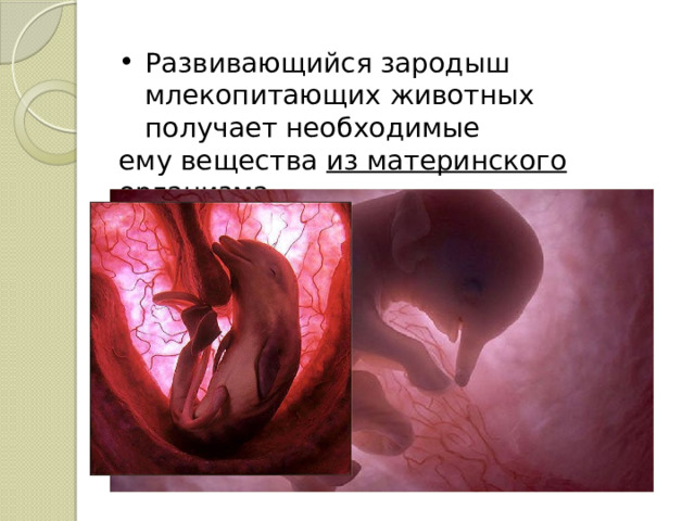 Развивающийся зародыш млекопитающих животных получает необходимые ему вещества из материнского организма. 