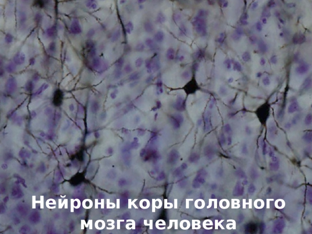 Нейроны коры головного мозга человека 