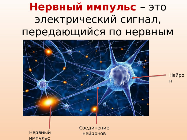 Нервный импульс – это электрический сигнал, передающийся по нервным клеткам Нейрон Соединение нейронов Нервный импульс 
