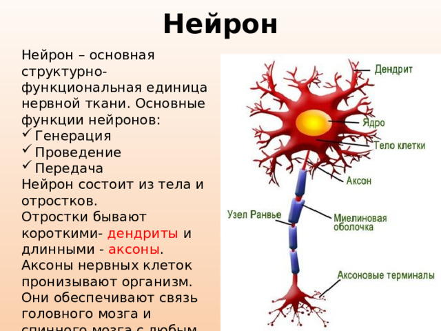 Нейрон Нейрон – основная структурно-функциональная единица нервной ткани. Основные функции нейронов: Генерация Проведение Передача Нейрон состоит из тела и отростков. Отростки бывают короткими- дендриты и длинными - аксоны . Аксоны нервных клеток пронизывают организм. Они обеспечивают связь головного мозга и спинного мозга с любым участком тела. 
