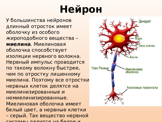 Нейрон У большинства нейронов длинный отросток имеет оболочку из особого жироподобного вещества – миелина . Миелиновая оболочка способствует изоляции нервного волокна. Нервный импульс проводится по такому волокну быстрее, чем по отростку лишенному миелина. Поэтому все отростки нервных клеток делятся на миелинизированные и немиелинизированные. Миелиновая оболочка имеет белый цвет, а нервные клетки – серый. Так вещество нервной системы делится на белое и серое. Тела нейронов и их короткие отростки образуют серое вещество мозга , а длинные отростки – белое вещество . 