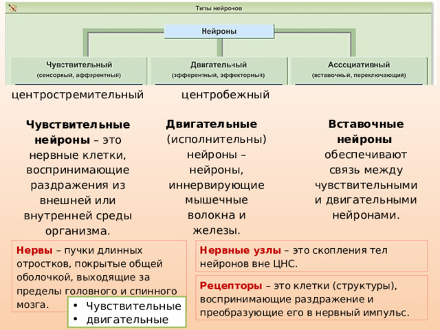 центростремительный центробежный Двигательные   Вставочные нейроны   (исполнительны) нейроны – нейроны, иннервирующие мышечные волокна и железы. обеспечивают связь между чувствительными и двигательными нейронами. Чувствительные нейроны  – это нервные клетки, воспринимающие раздражения из внешней или внутренней среды организма. Нервы  – пучки длинных отростков, покрытые общей оболочкой, выходящие за пределы головного и спинного мозга. Нервные узлы  – это скопления тел нейронов вне ЦНС. Рецепторы  – это клетки (структуры), воспринимающие раздражение и преобразующие его в нервный импульс. Чувствительные двигательные 