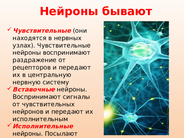 Нейроны бывают Чувствительные (они находятся в нервных узлах). Чувствительные нейроны воспринимают раздражение от рецепторов и передают их в центральную нервную систему Вставочные нейроны. Воспринимают сигналы от чувствительных нейронов и передают их исполнительным Исполнительные нейроны. Посылают импульсы к участкам тела. 