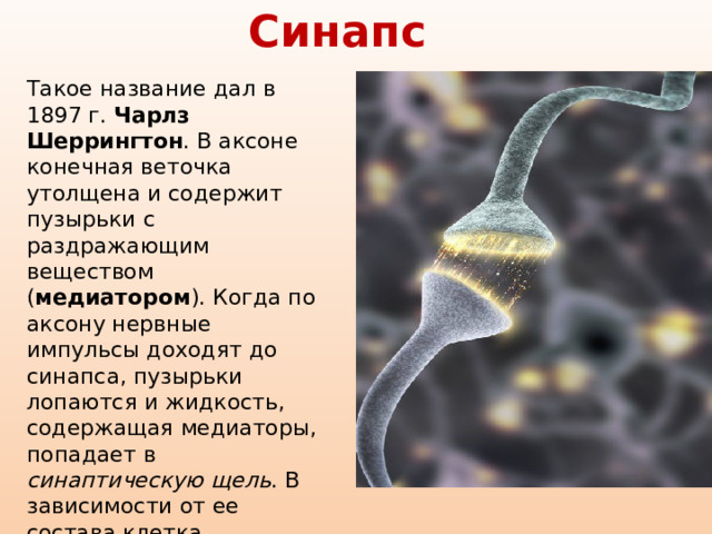 Синапс Такое название дал в 1897 г. Чарлз Шеррингтон . В аксоне конечная веточка утолщена и содержит пузырьки с раздражающим веществом ( медиатором ). Когда по аксону нервные импульсы доходят до синапса, пузырьки лопаются и жидкость, содержащая медиаторы, попадает в синаптическую щель . В зависимости от ее состава клетка, воспринимающая импульс, может включится в работу, то есть возбудиться , или выйти из работы - затормозиться 
