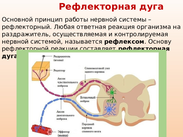 Рефлекторная дуга Основной принцип работы нервной системы – рефлекторный. Любая ответная реакция организма на раздражитель, осуществляемая и контролируемая нервной системой, называется рефлексом . Основу рефлекторной реакции составляет рефлекторная дуга 