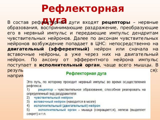 Рефлекторная дуга В состав рефлекторной дуги входят рецепторы – нервные образования, воспринимающие раздражение, преобразующие его в нервный импульс и передающие импульс дендритам чувствительных нейронов. Далее по аксонам чувствительных нейронов возбуждение попадает в ЦНС: непосредственно на двигательный (эфферентный) нейрон или сначала на вставочные нейроны, а уже через них на двигательный нейрон. По аксону от эфферентного нейрона импульс поступает в исполнительный орган , чаще всего мышцы. В результате деятельность органа изменяется (регулируется): например, мышца сокращается 