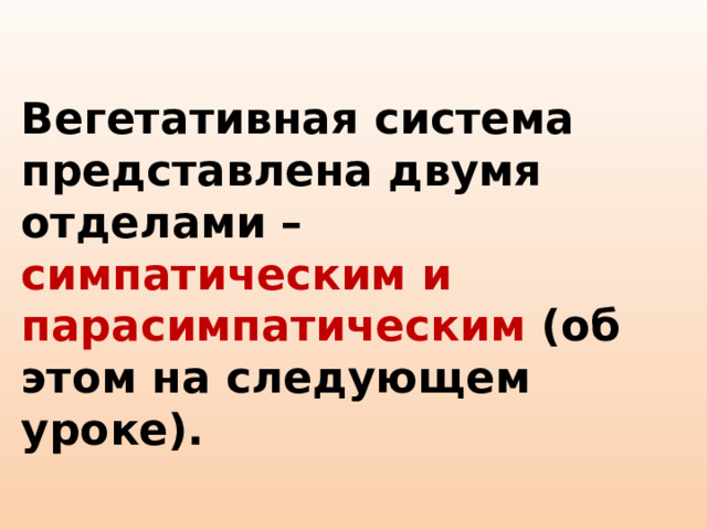 Вегетативная система представлена двумя отделами – симпатическим и парасимпатическим (об этом на следующем уроке). 