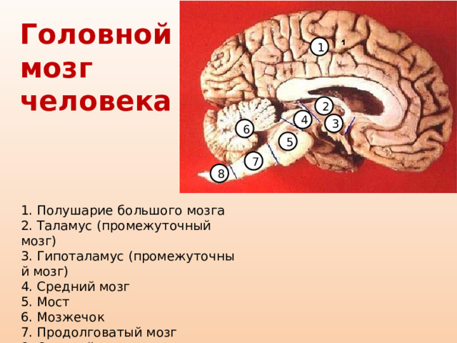 Головной мозг человека 1 2 4 3 6 5 7 8 1. Полушарие большого мозга  2. Таламус (промежуточный мозг)  3. Гипоталамус (промежуточный мозг)  4. Средний мозг  5. Мост  6. Мозжечок  7. Продолговатый мозг  8. Спинной мозг 
