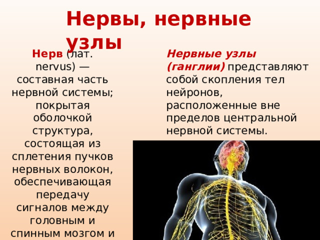 Нервы, нервные узлы Нерв   (лат. nervus) — составная часть нервной системы; покрытая оболочкой структура, состоящая из сплетения пучков нервных волокон, обеспечивающая передачу сигналов между головным и спинным мозгом и органами. Нервные узлы (ганглии)  представляют собой скопления тел нейронов, расположенные вне пределов центральной нервной системы. 