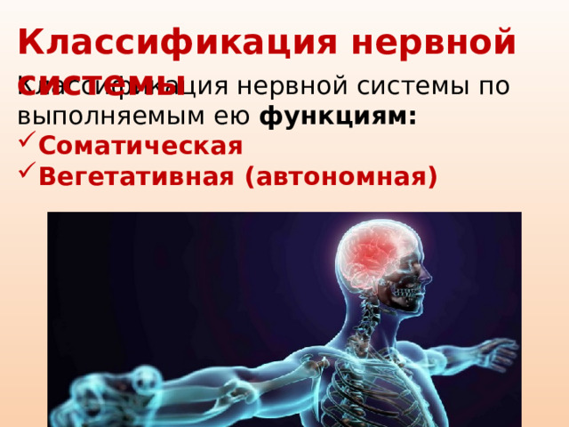 Классификация нервной системы Классификация нервной системы по выполняемым ею функциям: Соматическая Вегетативная (автономная) 