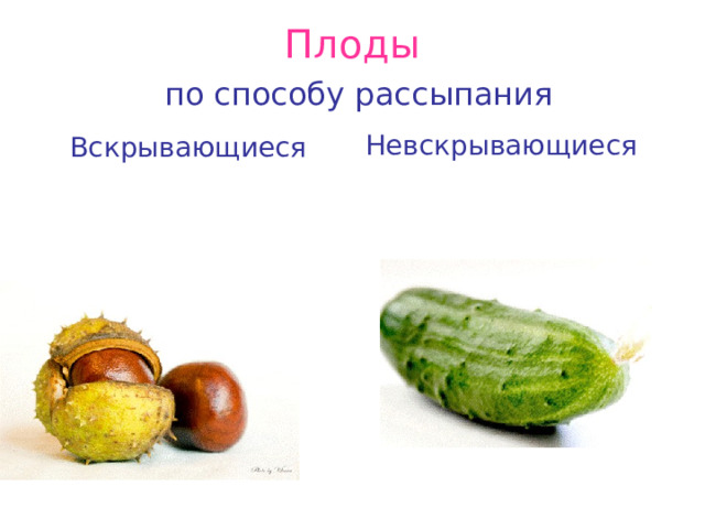 Плоды   по способу рассыпания Невскрывающиеся  Вскрывающиеся 