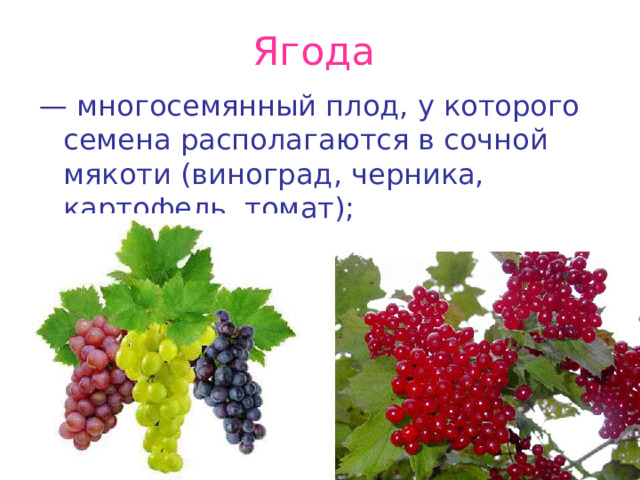 Ягода — многосемянный плод, у которого семена располагаются в сочной мякоти (виноград, черника, картофель, томат); 