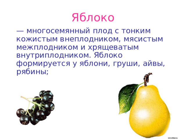 Яблоко  — многосемянный плод с тонким кожистым внеплодником, мясистым межплодником и хрящеватым внутриплодником. Яблоко формируется у яблони, груши, айвы, рябины; 