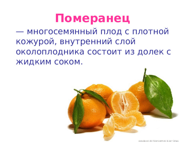 Померанец   — многосемянный плод с плотной кожурой, внутренний слой околоплодника состоит из долек с жидким соком.  