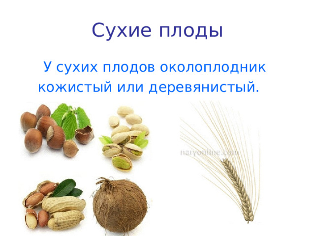Сухие плоды  У сухих плодов околоплодник кожистый или деревянистый. 