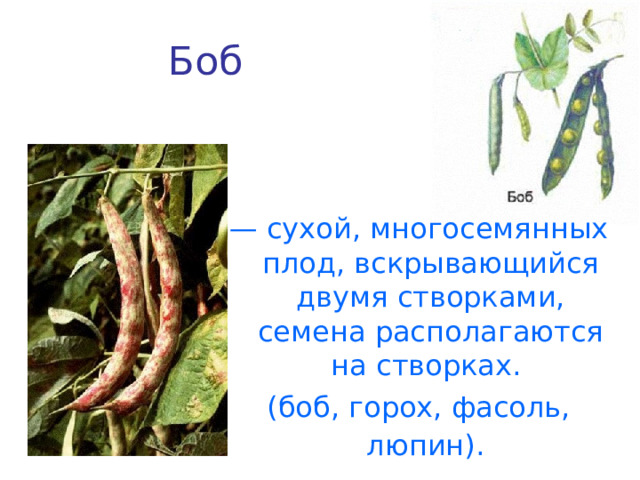Боб  — сухой, многосемянных плод, вскрывающийся двумя створками, семена располагаются на створках. (боб, горох, фасоль, люпин).  