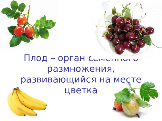 Плод – орган семенного размножения, развивающийся на месте цветка 
