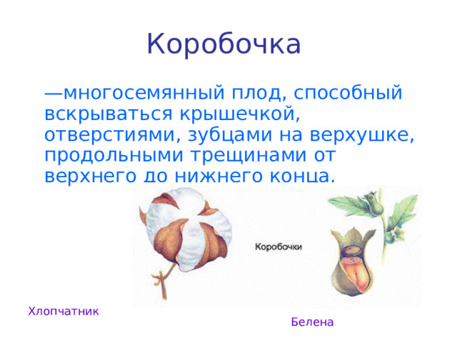 Коробочка   — многосемянный плод, способный вскрываться крышечкой, отверстиями, зубцами на верхушке, продольными трещинами от верхнего до нижнего конца. Хлопчатник Белена 