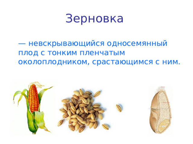 Зерновка  — невскрывающийся односемянный плод с тонким пленчатым околоплодником, срастающимся с ним. 