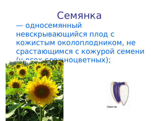 Семянка  — односемянный невскрывающийся плод с кожистым околоплодником, не срастающимся с кожурой семени (у всех сложноцветных); 