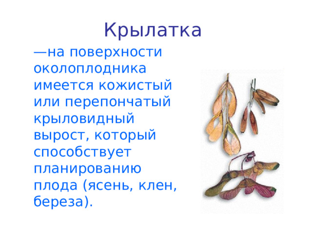 Крылатка  — на поверхности околоплодника имеется кожистый или перепончатый крыловидный вырост, который способствует планированию плода (ясень, клен, береза). 