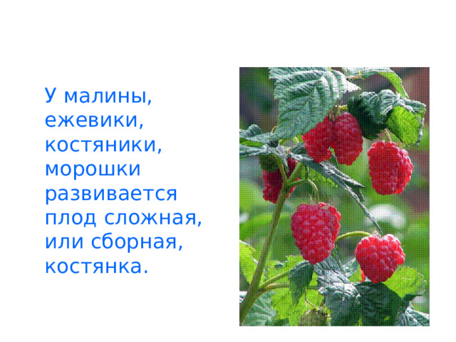  У малины, ежевики, костяники, морошки развивается плод сложная, или сборная, костянка. 