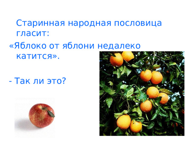  Старинная народная пословица гласит: «Яблоко от яблони недалеко катится». - Так ли это? 