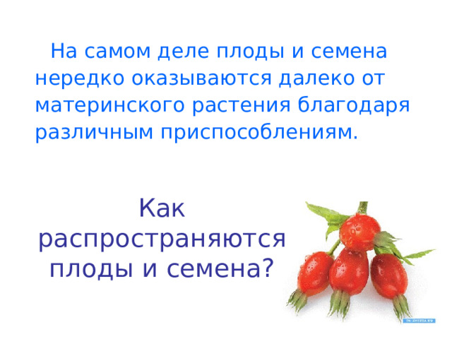  На самом деле плоды и семена нередко оказываются далеко от материнского растения благодаря различным приспособлениям. Как распространяются плоды и семена? 