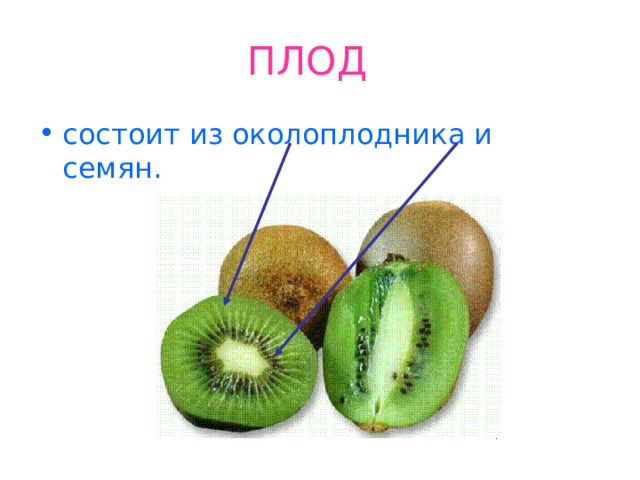 ПЛОД  состоит из околоплодника и семян. 