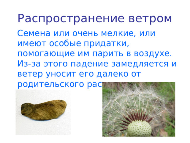 Распространение ветром  Семена или очень мелкие, или имеют особые придатки, помогающие им парить в воздухе. Из-за этого падение замедляется и ветер уносит его далеко от родительского растения. 