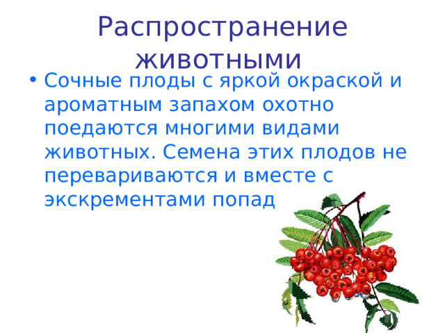 Распространение животными  Сочные плоды с яркой окраской и ароматным запахом охотно поедаются многими видами животных. Семена этих плодов не перевариваются и вместе с экскрементами попадают в почву. 