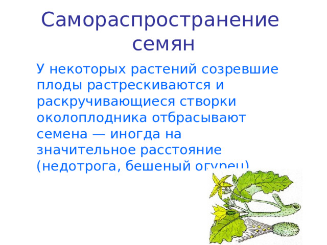Самораспространение семян  У некоторых растений созревшие плоды растрескиваются и раскручивающиеся створки околоплодника отбрасывают семена — иногда на значительное расстояние (недотрога, бешеный огурец). 