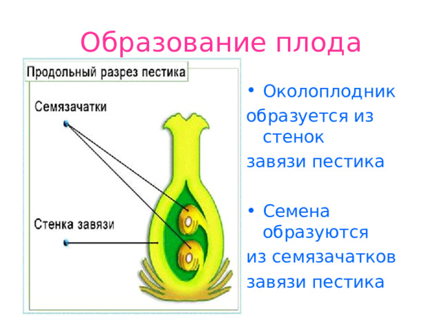 Образование плода Околоплодник образуется из стенок завязи пестика Семена образуются из семязачатков завязи пестика 