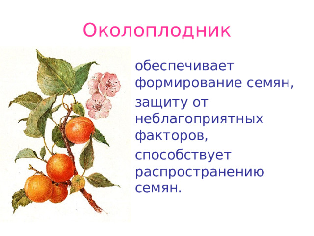 Околоплодник обеспечивает формирование семян, защиту от неблагоприятных факторов, способствует распространению семян.  